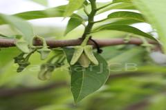 Annona reticulata